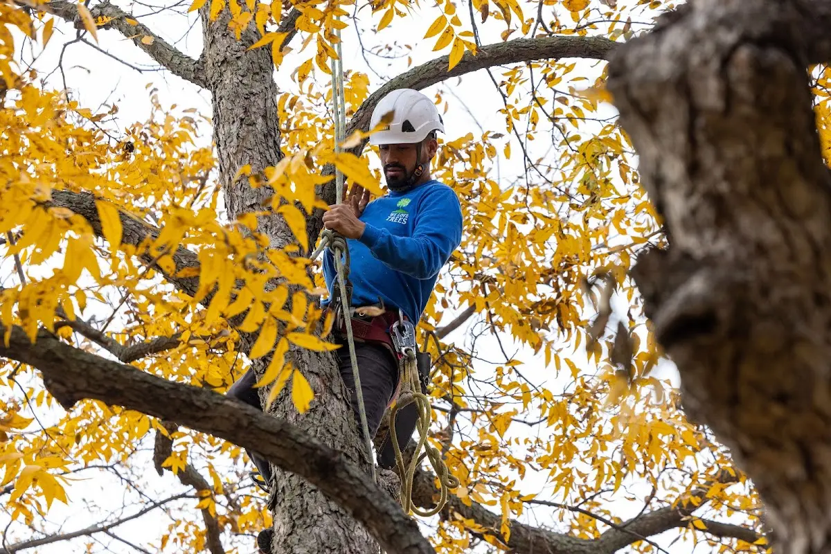 Skilled Storm Damage Cleanup crew working in Hastings